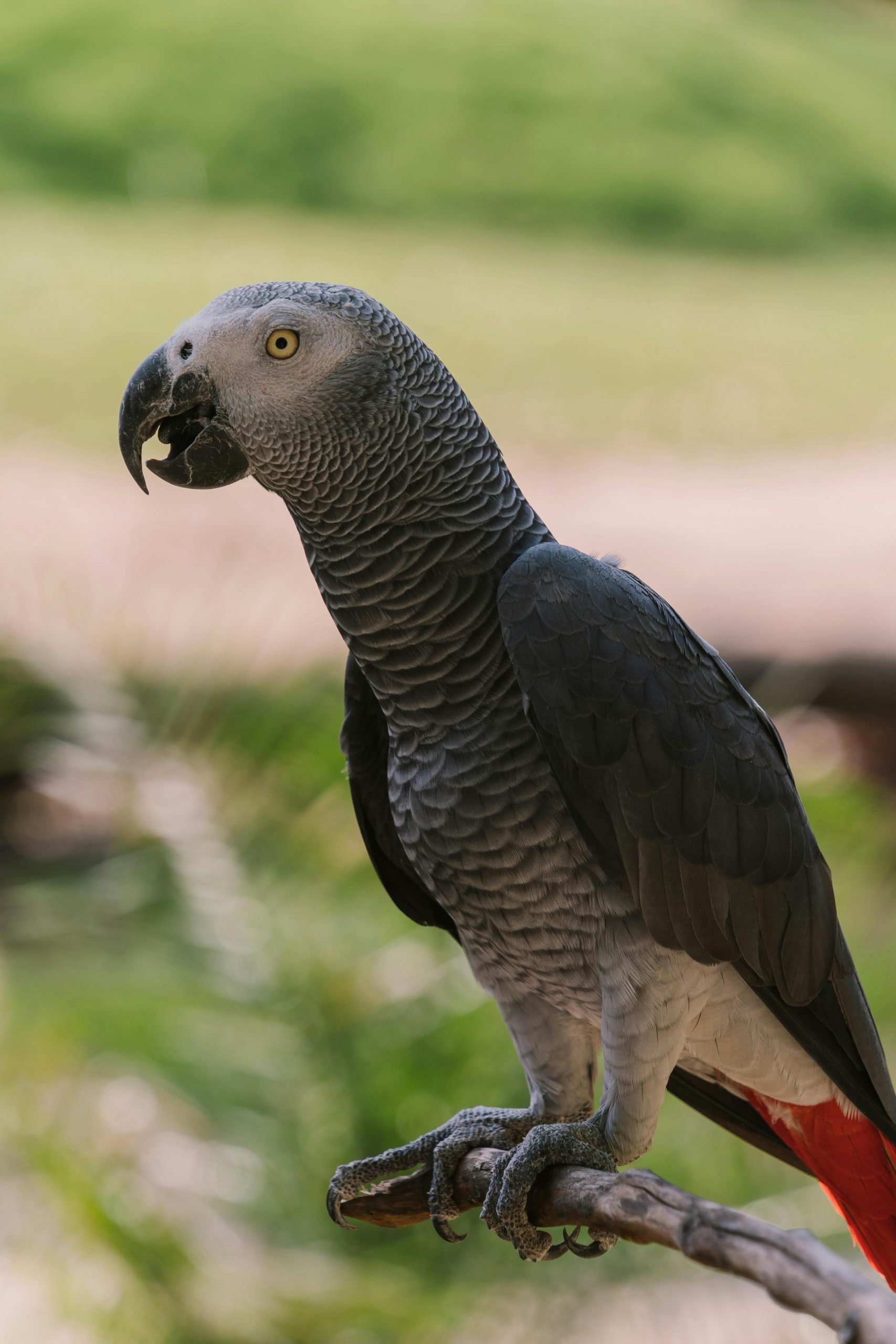 Une photo: Le Perroquet Gris du Gabon : Trésor Aviaire de l’Afrique Équatoriale